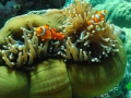 Clownfish