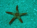 Starfish