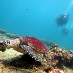Chasing the Great Barrier Reef