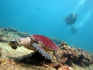 Chasing the Great Barrier Reef